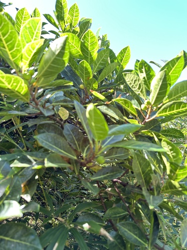 Ficus boninsimae iNat (1)