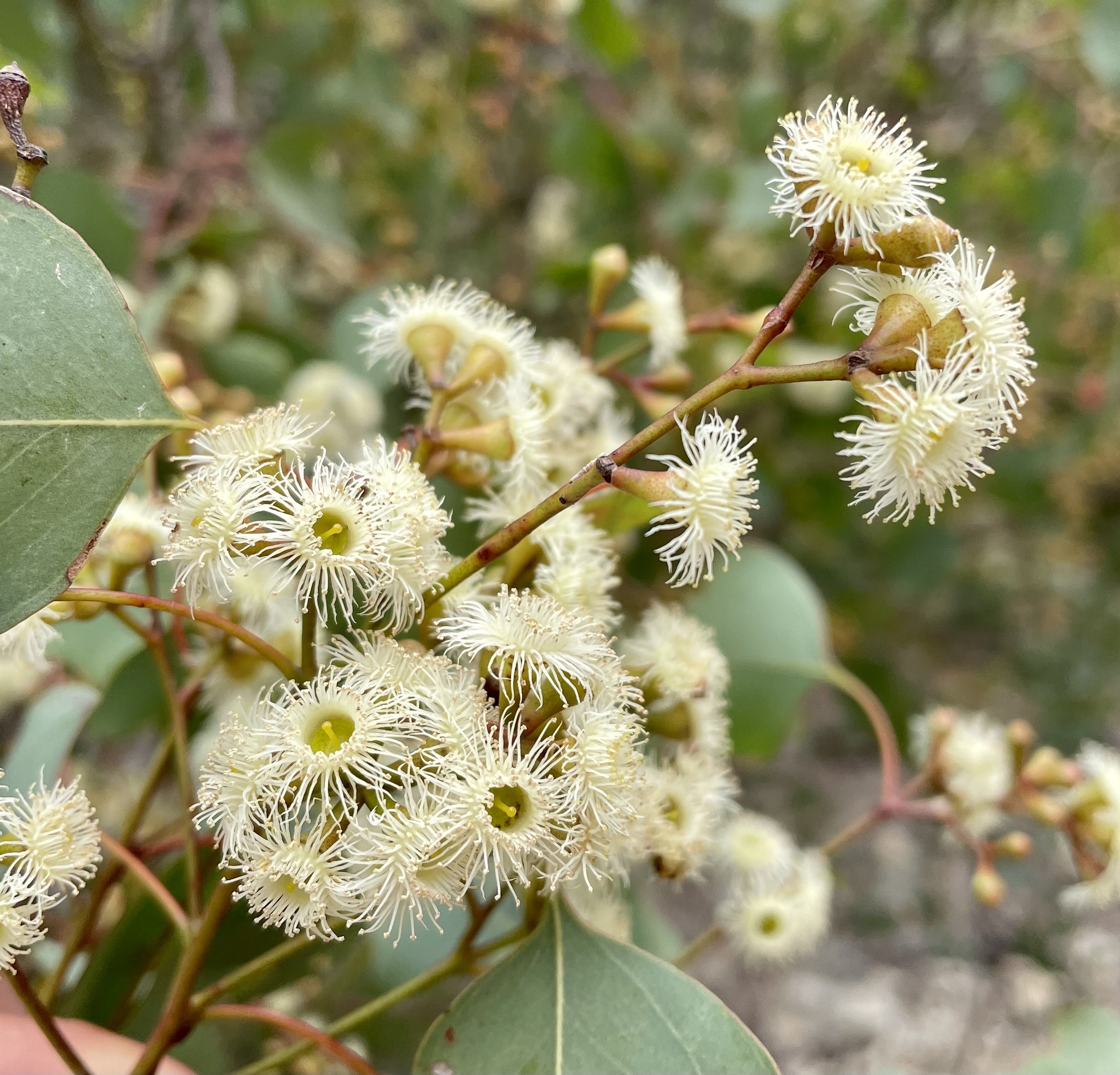 Eucalyptus alba - Wikipedia