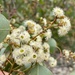 Eucalyptus baueriana - Photo (c) clayt_, algunos derechos reservados (CC BY-NC)