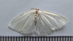 Protitame virginalis