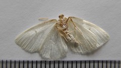 Protitame virginalis