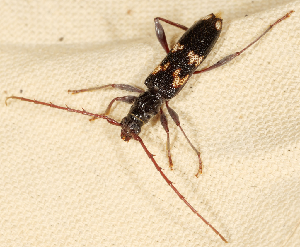 Coptocercus pedator