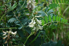 Astragalus schelichowii