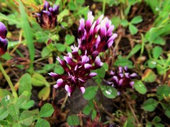Trifolium variegatum