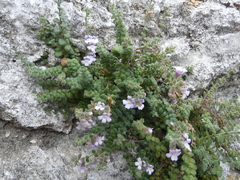 Chaenorhinum villosum villosum