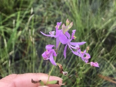 Calopogon pallidus
