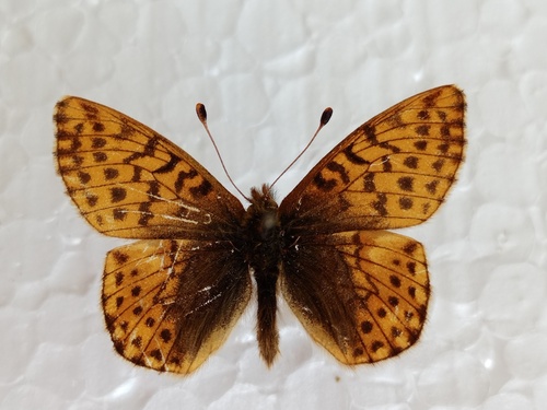 perlovec vysokohorský (Boloria pales)