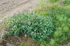 Astragalus schelichowii
