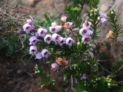 Erica curvirostris