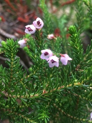 Erica curvirostris