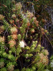 Campylostachys cernua