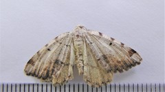 Macaria anataria