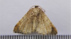Macaria anataria