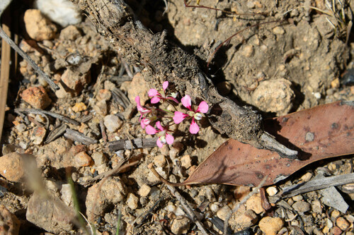 Levenhookia stipitata (Levenhookia stipitata)
