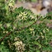 Astragalus schelichowii - Photo (c) yakovlev.alexey，保留部份權利CC BY-SA