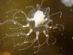 Image of Cladonema radiatum