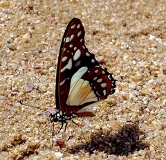 Graphium angolanus angolanus