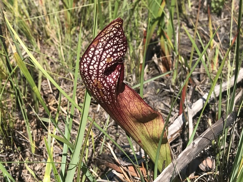 Sarracenia X wrigleyana