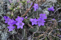 Campanula sibirica taurica