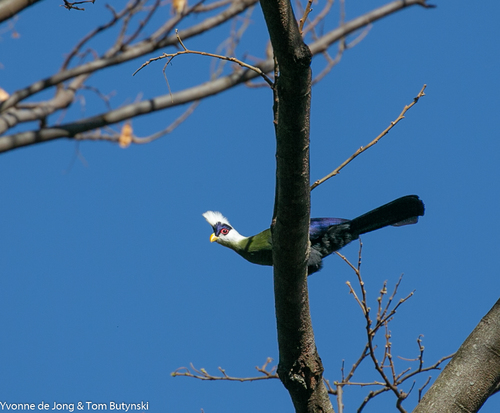 White-crested Turaco