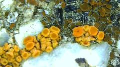 Polycauliona bolacina
