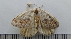 Macaria loricaria