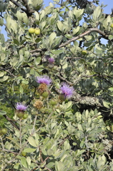 Pyrus elaeagrifolia