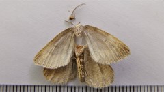 Macaria loricaria