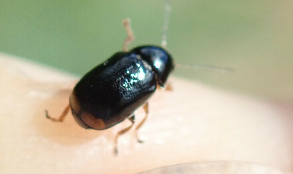 Cryptocephalus marginellus