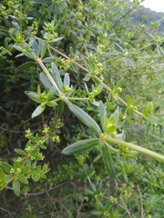 Rubia tenuifolia
