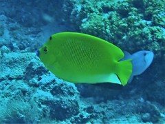 Apolemichthys trimaculatus