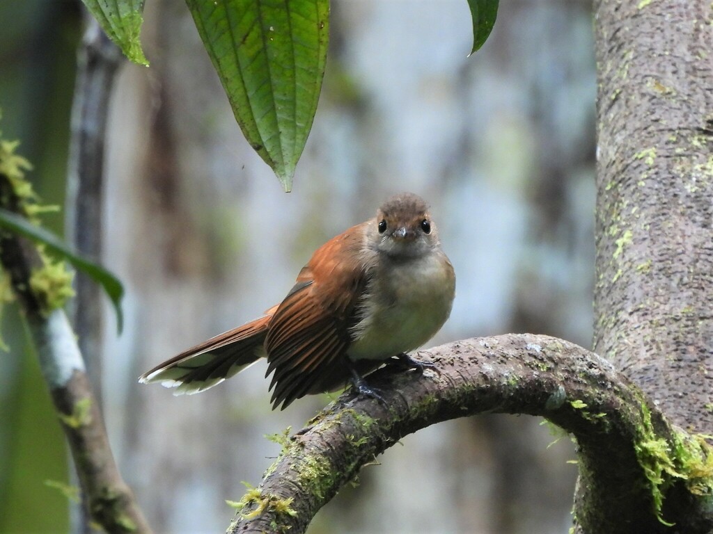 Rufous-backed Fantail photo