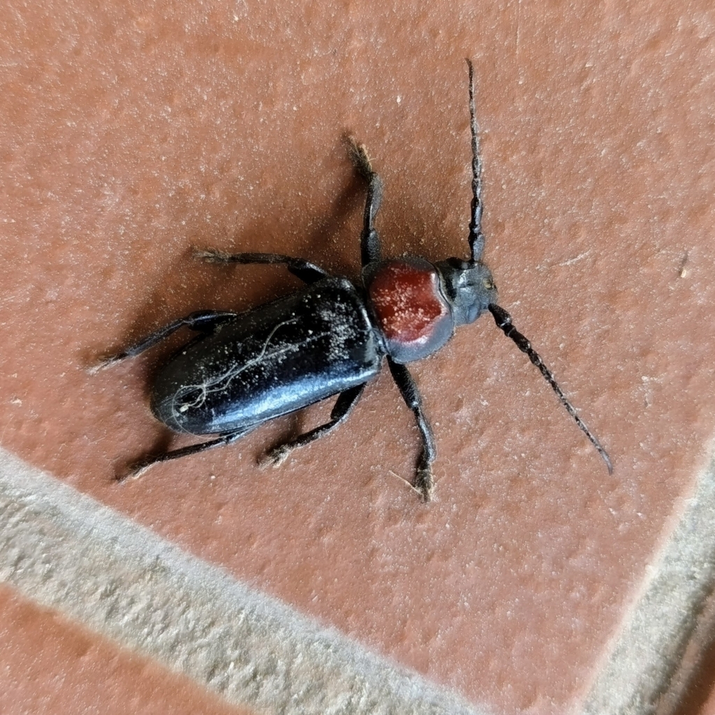 Eudianodes nonfriedi