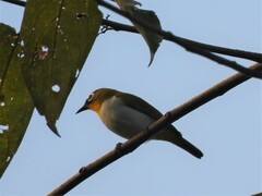 Black-Fronted White-Eye photo 1