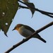 Black-fronted White-Eye - Photo (c) Ahmad Yasin Chumaedi, some rights reserved (CC BY-NC), uploaded by Ahmad Yasin Chumaedi