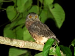 Jungle Boobook photo 5