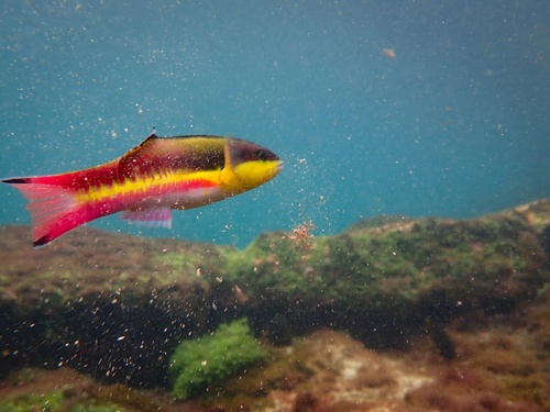 Cortez Rainbow Wrasse