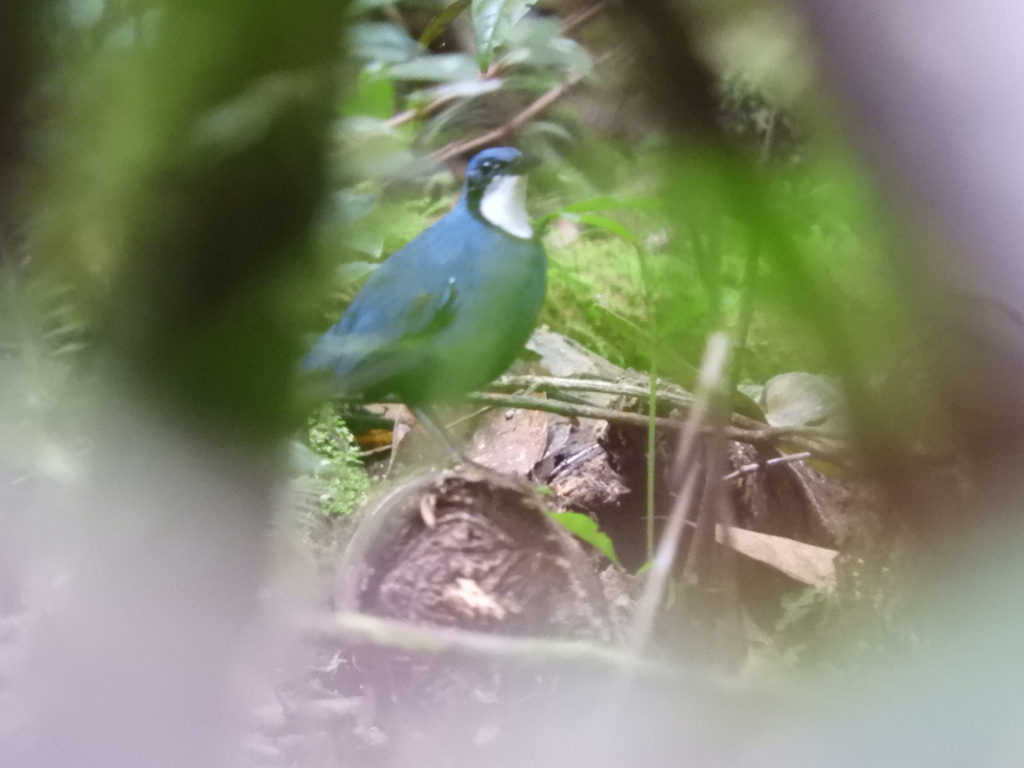 Blue Jewel-Babbler