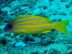 Five-Lined Snapper photo 5