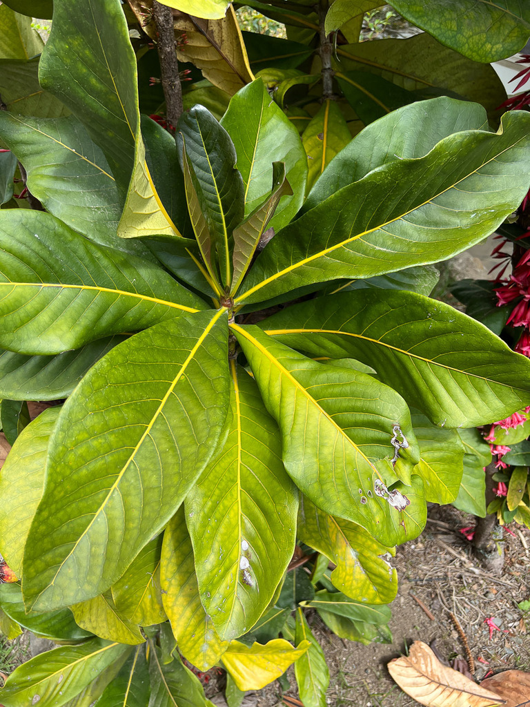 Ixora margaretae in September 2023 by Nicolas Rinck · iNaturalist