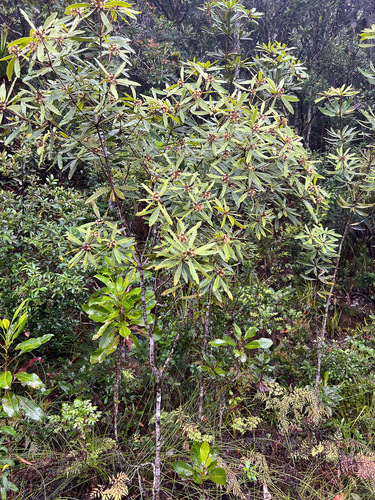 Pittosporum deplanchei observed 2023-10-18