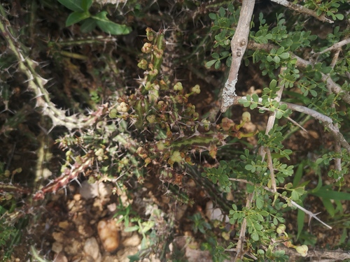 Euphorbia knuthii ssp. knuthii