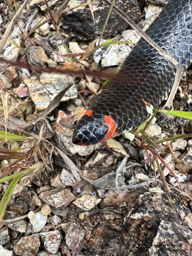 Boulenger's Pipe Snake