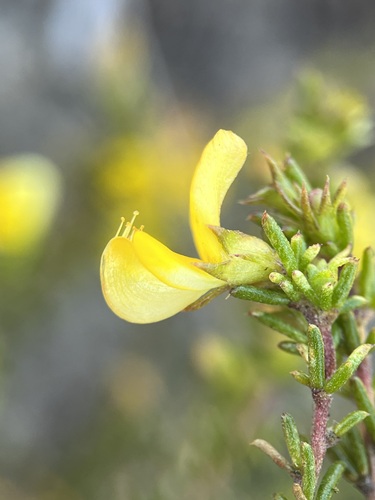 Fir Capegorse (Aspalathus abietina)