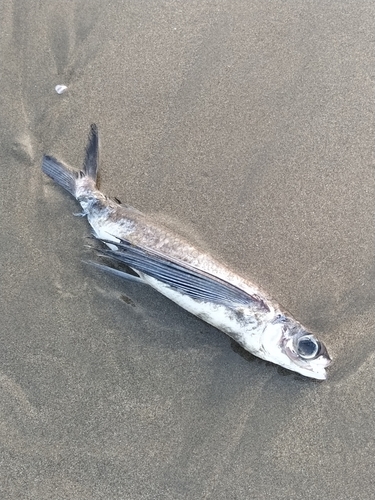 Manyspotted flyingfish (Cheilopogon spilopterus) — Exocoetidae — 3