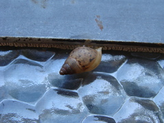 Bulimulus tenuissimus