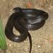 Black Desert Cobras - Photo Ltshears, no known copyright restrictions (public domain)