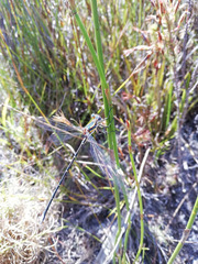 Chlorolestes conspicuus