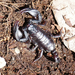 Euscorpius concinnus - Photo (c) luca tringali, some rights reserved (CC BY-NC), uploaded by luca tringali