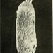 Topillo de Brezo Oriental - Photo Internet Archive Book Images, sin restricciones conocidas de derechos (dominio público)